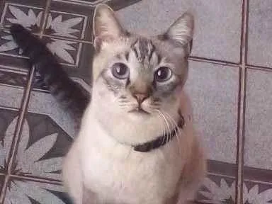 Gato Siamês Grande 6-anos-Acima