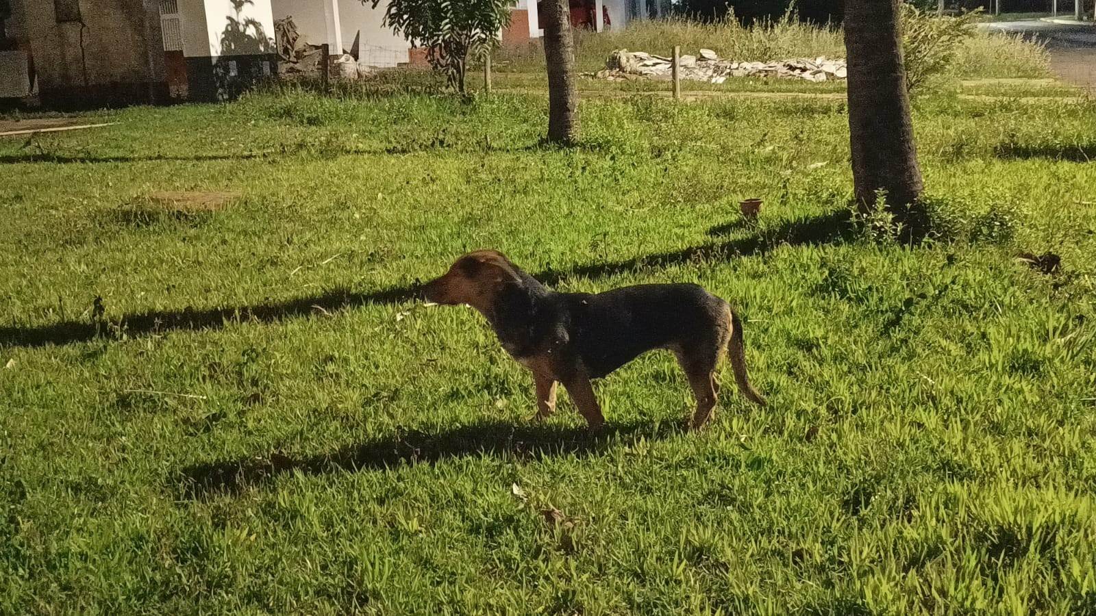 Desconhecido  encontrada | foto 3