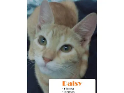 Gato SRD-ViraLata Pequeno 2-a-6-meses