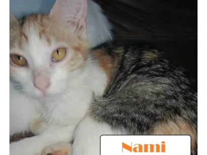 Gato SRD-ViraLata Pequeno 7-a-11-meses