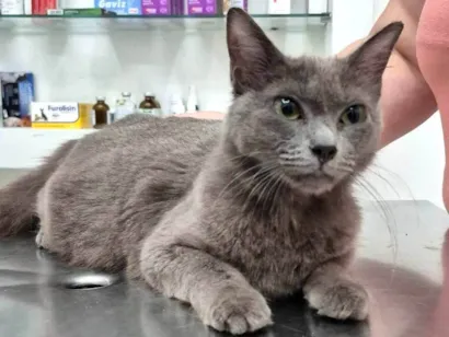 Gato SRD-ViraLata Medio 3-anos