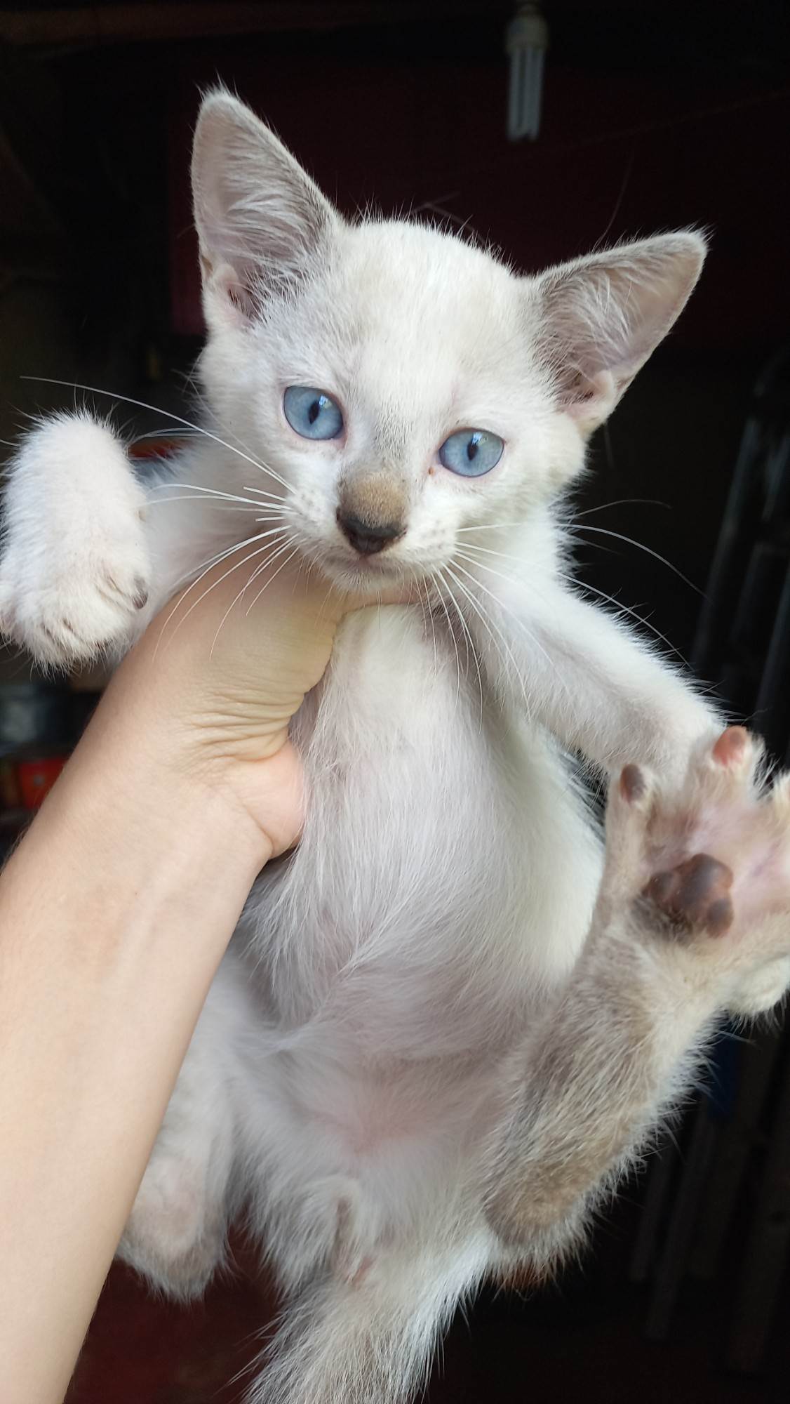 Gatinhos sem nome   para adoção | foto 2