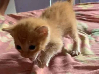 Gato SRD-ViraLata Pequeno Abaixo-de-2-meses