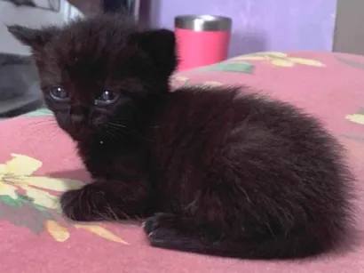 Gato SRD-ViraLata Pequeno Abaixo-de-2-meses