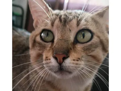 Gato SRD-ViraLata Grande 3-anos