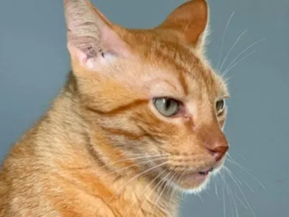 Gato SRD-ViraLata Pequeno 6-anos-Acima