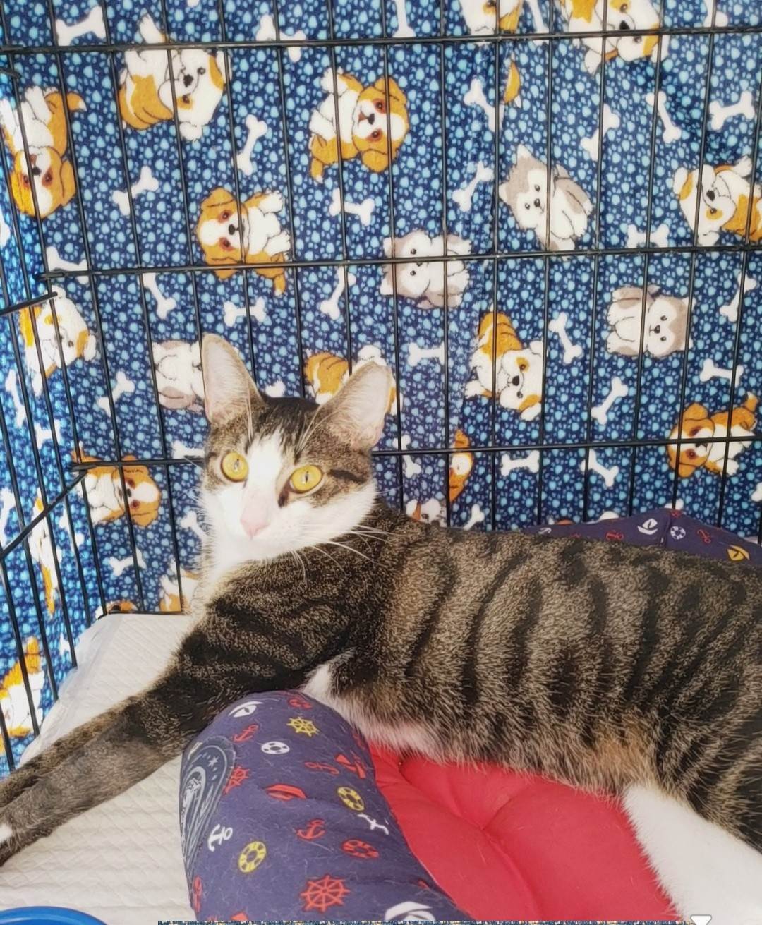 Rabito  para adoção | foto 3