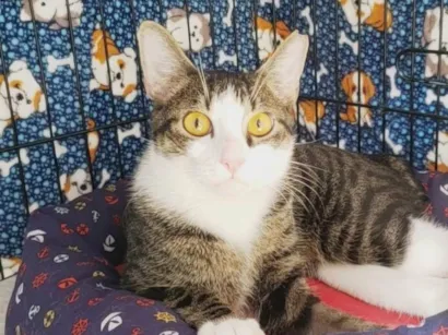 Gato SRD-ViraLata Pequeno 1-ano