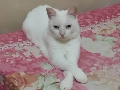 Gato SRD-ViraLata Grande 4-anos