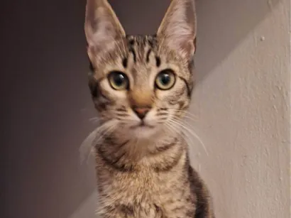 Gato SRD-ViraLata Pequeno 7-a-11-meses
