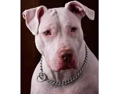 Cao Pit-Bull Medio 2-anos