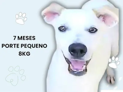 Cao SRD-ViraLata Pequeno 7-a-11-meses