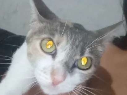 Gato SRD-ViraLata Pequeno 6-anos-Acima