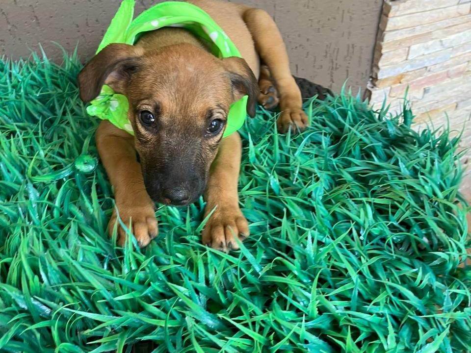 Frederico  para adoção | foto 5