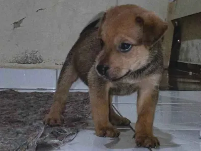 Cao SRD-ViraLata Pequeno 2-a-6-meses
