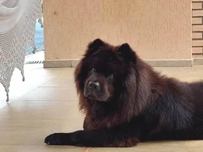 Cao Chow Chow Medio 6-anos-Acima