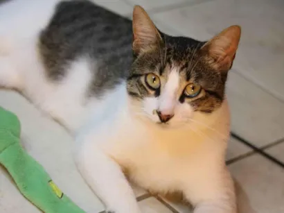 Gato SRD-ViraLata Pequeno 1-ano
