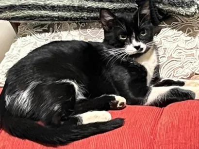 Gato SRD-ViraLata Medio 2-anos