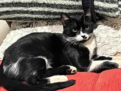 Gato SRD-ViraLata Medio 2-anos