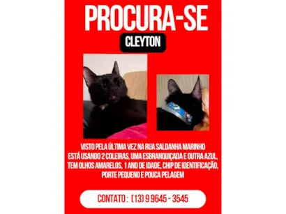 Gato SRD-ViraLata Medio 1-ano