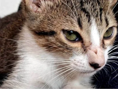 Gato SRD-ViraLata Medio 2-a-6-meses