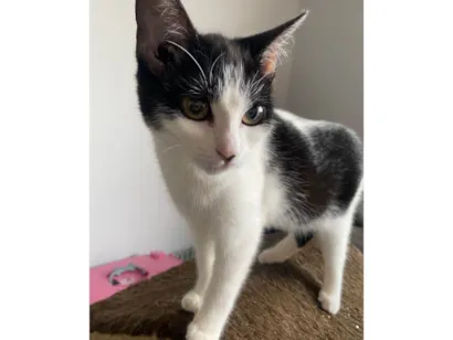 Gato SRD-ViraLata Pequeno 7-a-11-meses