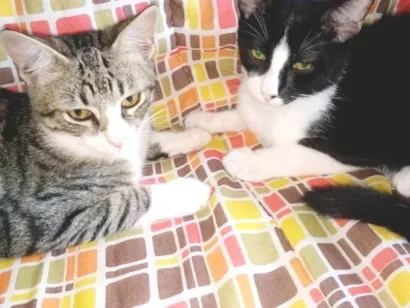 Gato SRD-ViraLata Pequeno 1-ano