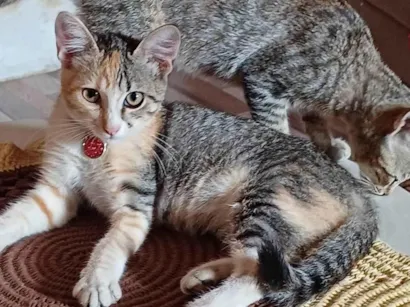 Gato SRD-ViraLata Medio 2-a-6-meses