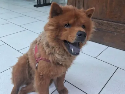 Cao Chow Chow Medio 6-anos-Acima