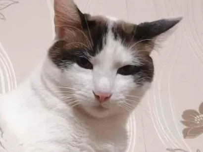 Gato SRD-ViraLata Medio 6-anos-Acima