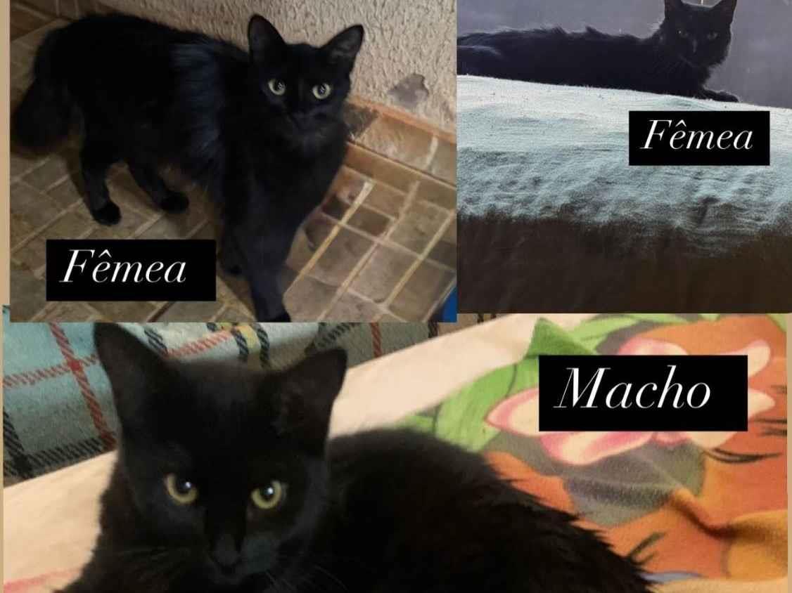 Gatos   para adoção | foto 1