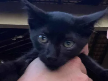 Gato SRD-ViraLata Pequeno Abaixo-de-2-meses
