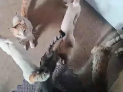 Gato SRD-ViraLata Pequeno 2-a-6-meses
