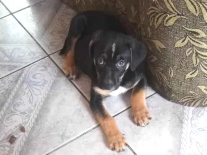 Cao SRD-ViraLata Medio Abaixo-de-2-meses