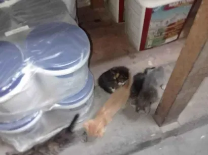 Gato SRD-ViraLata Pequeno Abaixo-de-2-meses