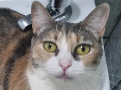 Gato SRD-ViraLata Medio 1-ano