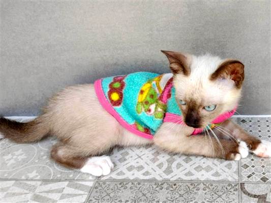 Gato SRD-ViraLata Medio 2-a-6-meses