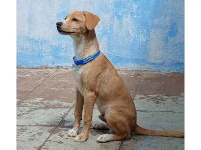 Cao SRD-ViraLata Medio 2-a-6-meses