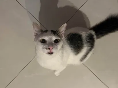 Gato SRD-ViraLata Medio 3-anos