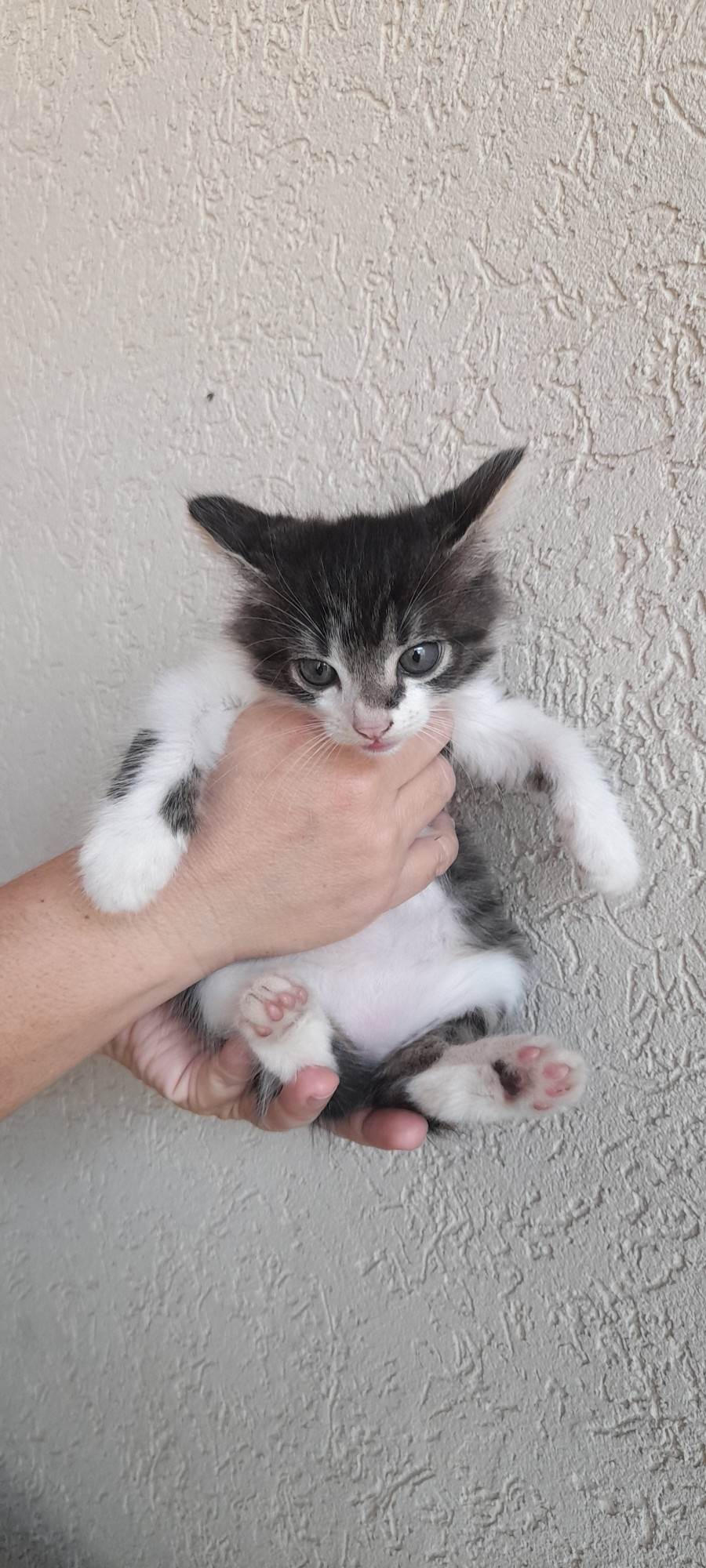 Gatinho lindo   para adoção | foto 2