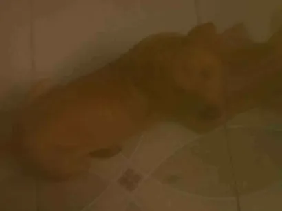 Cao Shar Pei Medio 2-a-6-meses