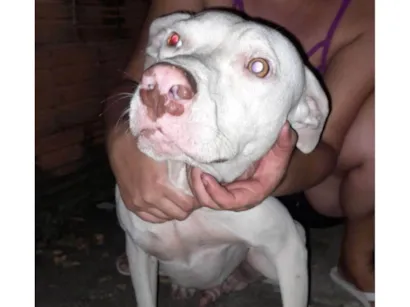 Cao Pit-Bull Grande 7-a-11-meses