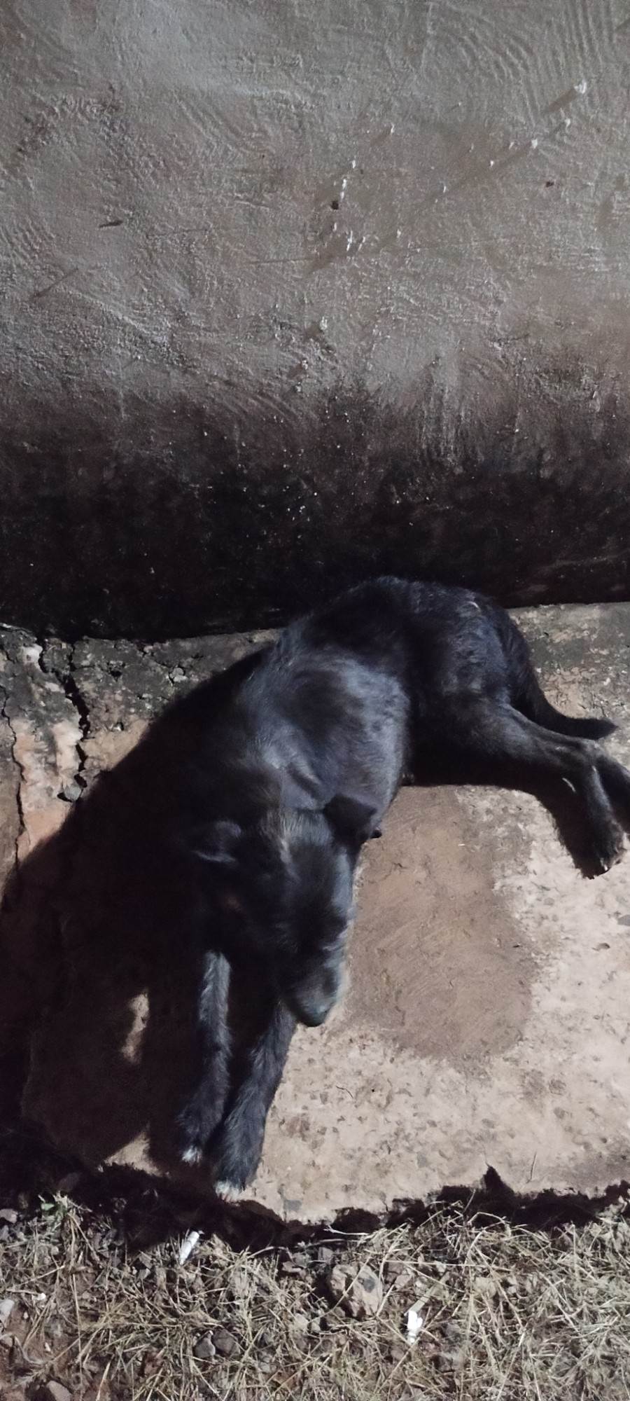 Neguinha   para adoção | foto 2
