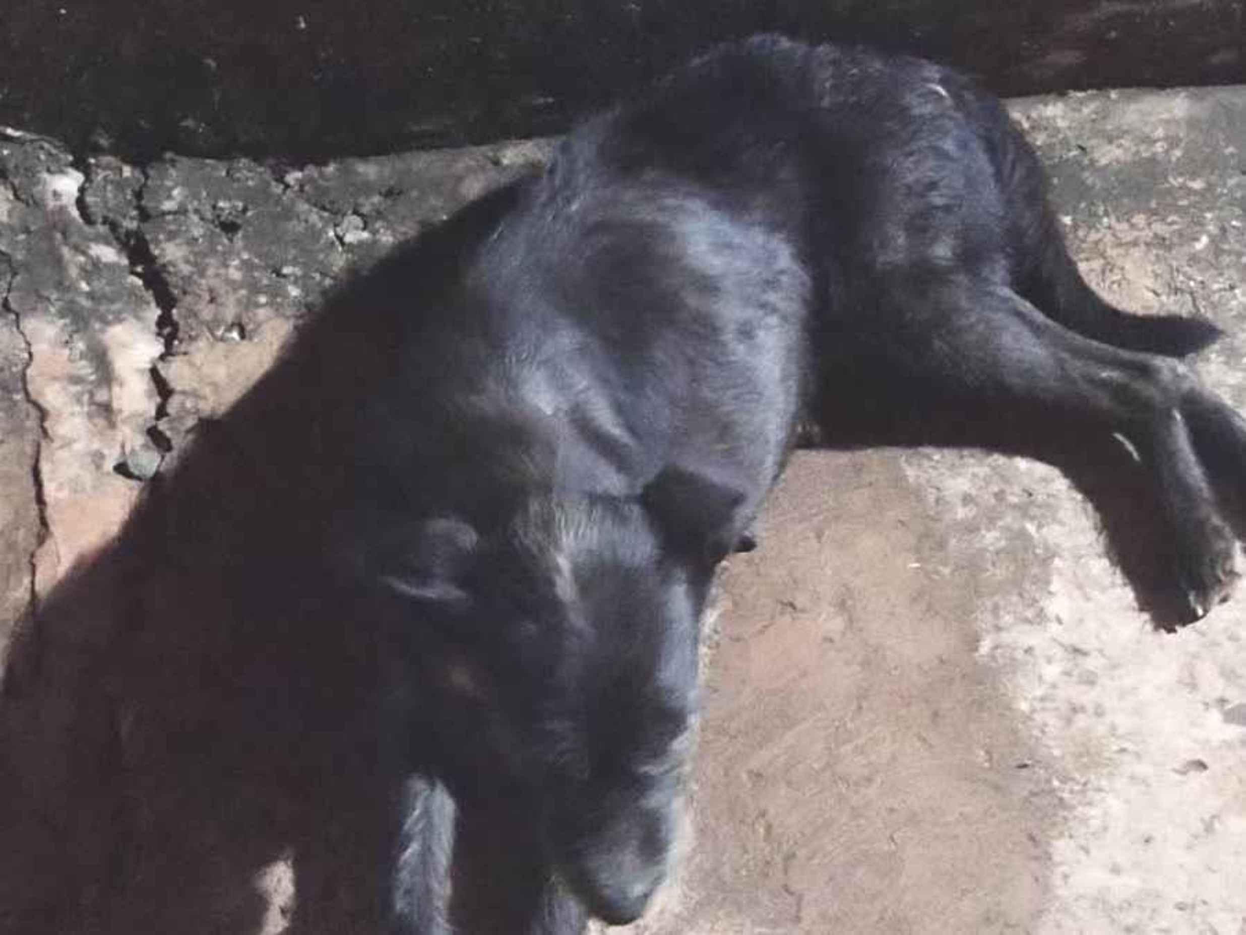Neguinha   para adoção | foto 1