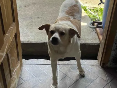Cao Labrador Medio 6-anos-Acima