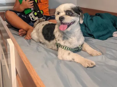 Cao Lhasa Apso Pequeno 4-anos