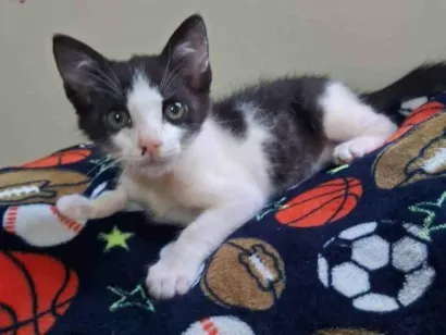 Gato SRD-ViraLata Pequeno 2-a-6-meses