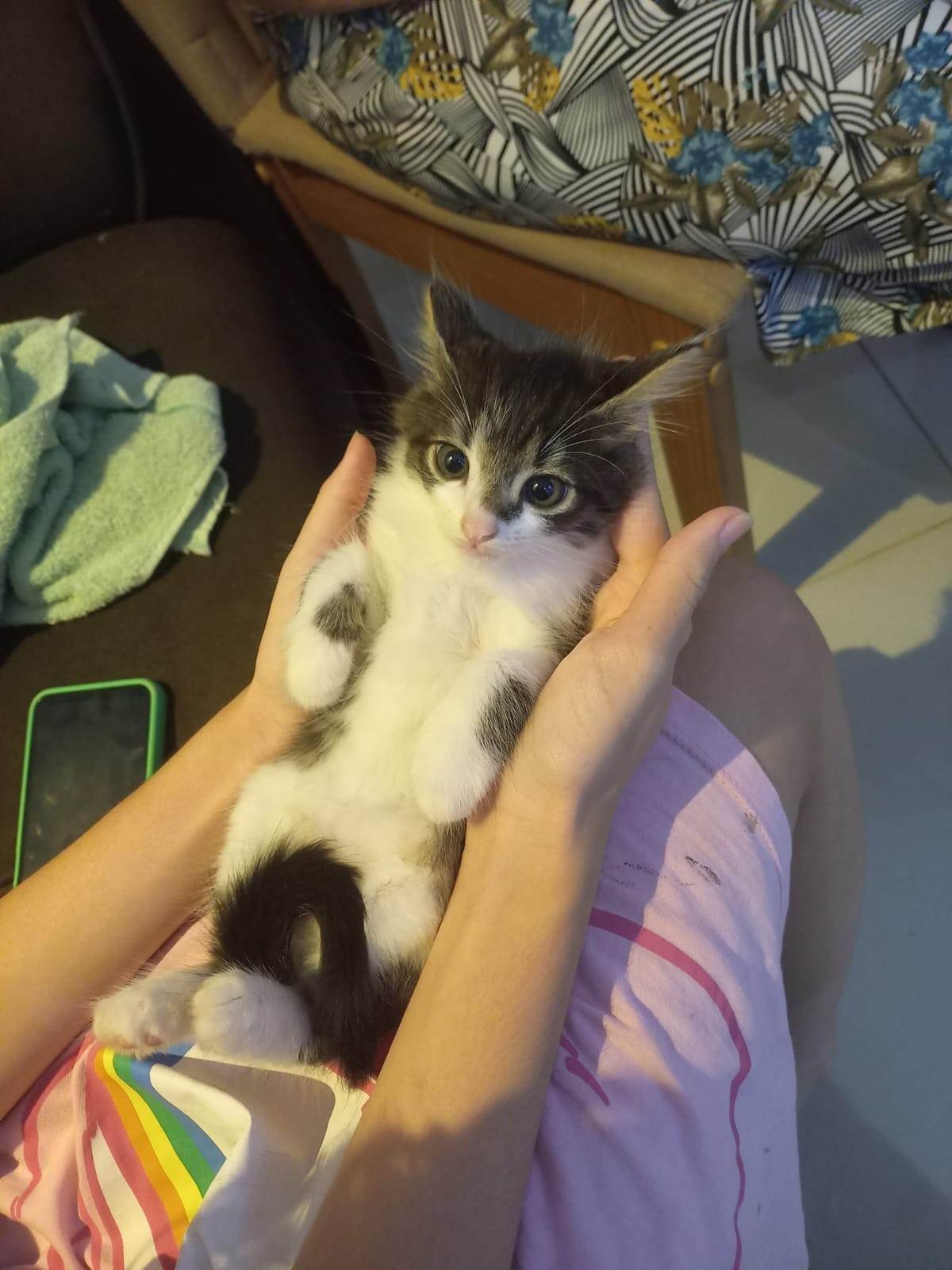 Gatinho lindo   para adoção | foto 3