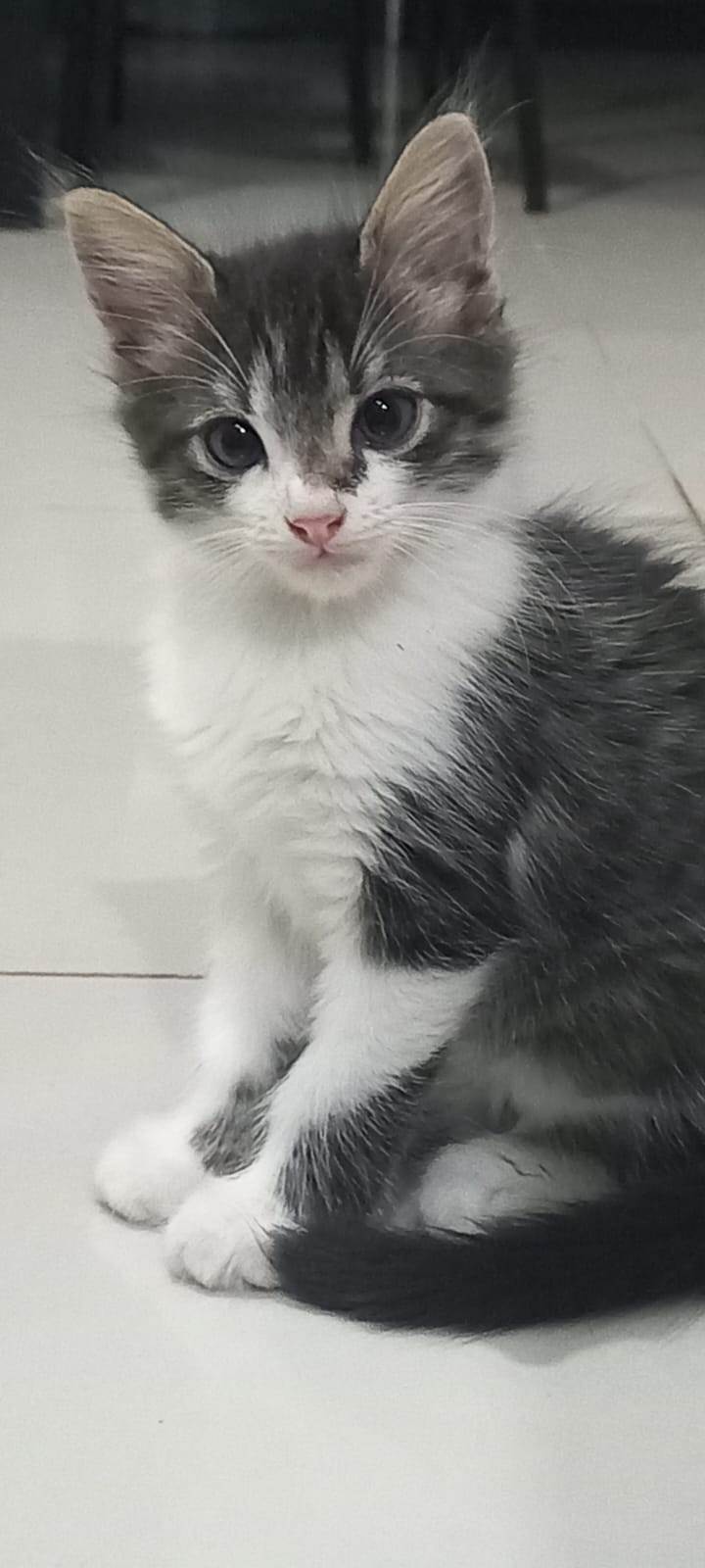 Gatinho lindo   para adoção | foto 4
