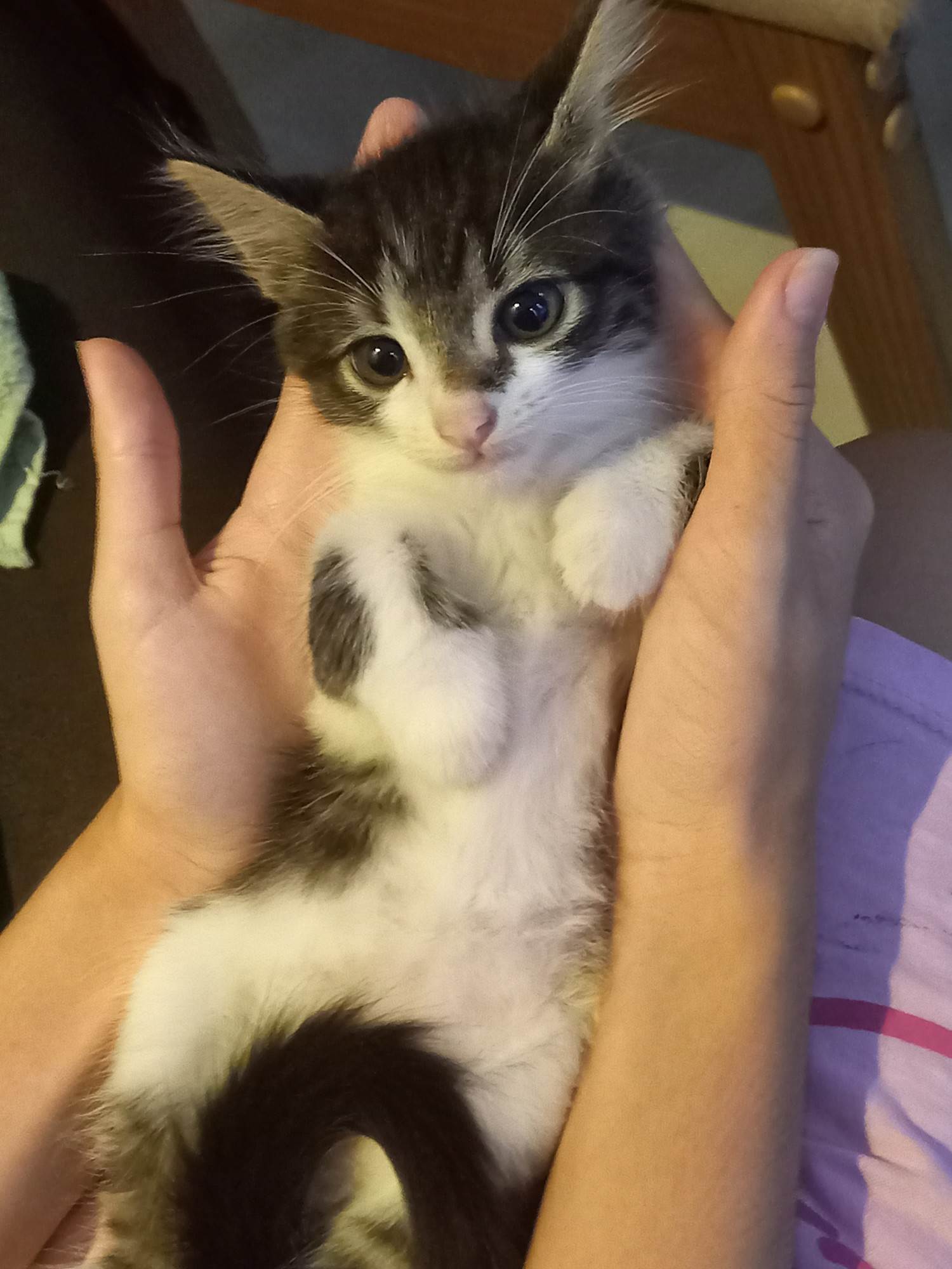 Gatinho lindo   para adoção | foto 5